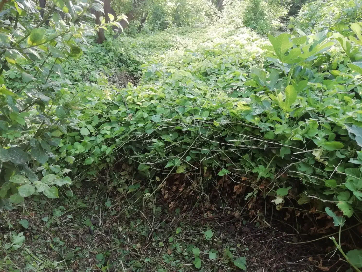 دستگاه چمن زن|ابزارآلات|سرپل ذهاب, |دیوار