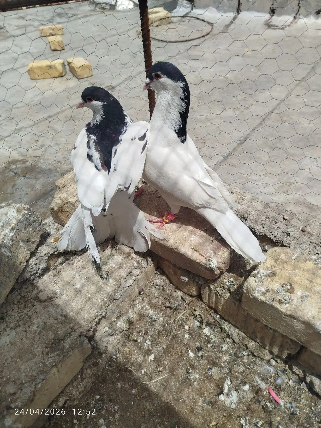 کفتر|پرنده|شیراز, شهرک کوشکک|دیوار