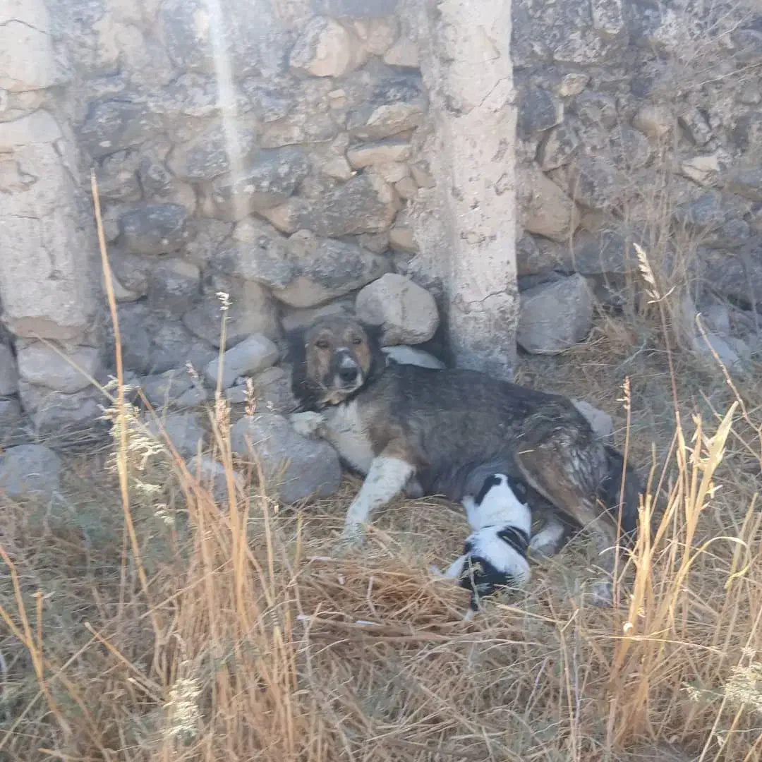 گمشده|حیوانات|کازرون, |دیوار