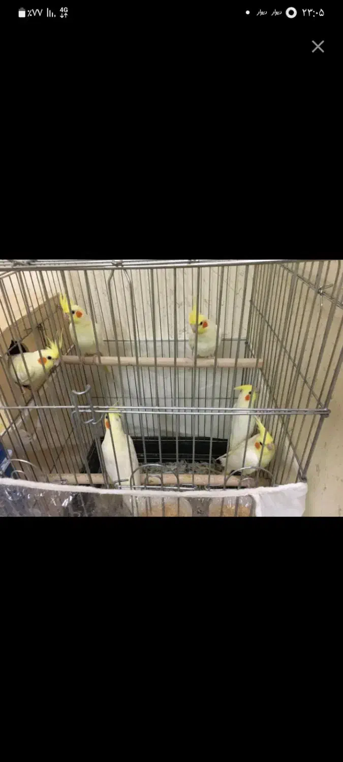 عروس هلندی|پرنده|ساری, |دیوار