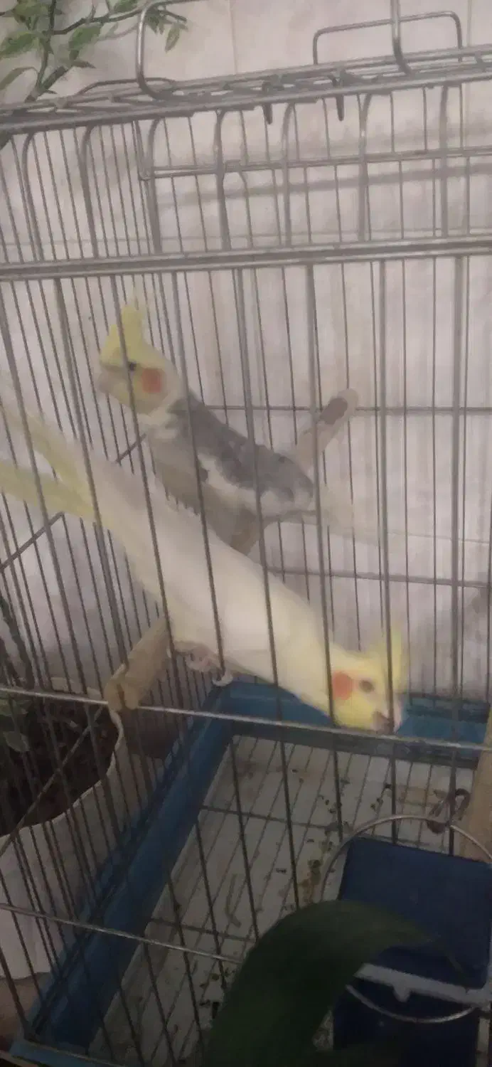 عروس هلندی جفت شده|پرنده|بروجرد, |دیوار