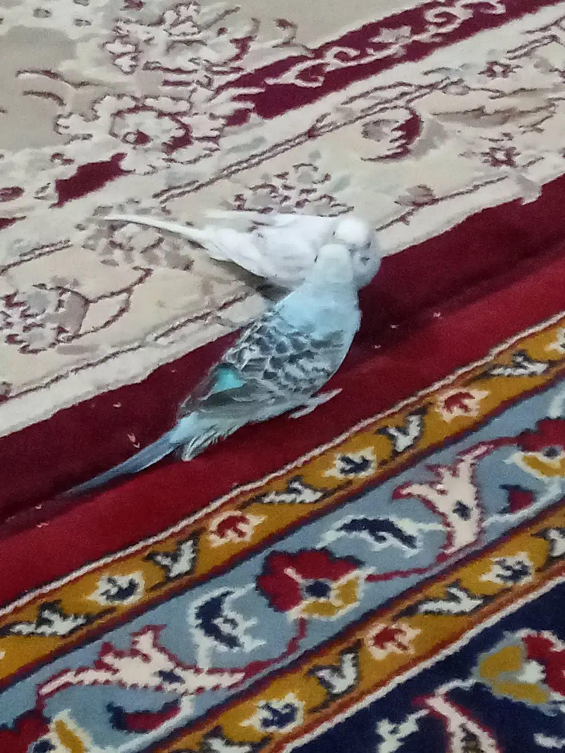 مرغ عشق|پرنده|انابد, |دیوار