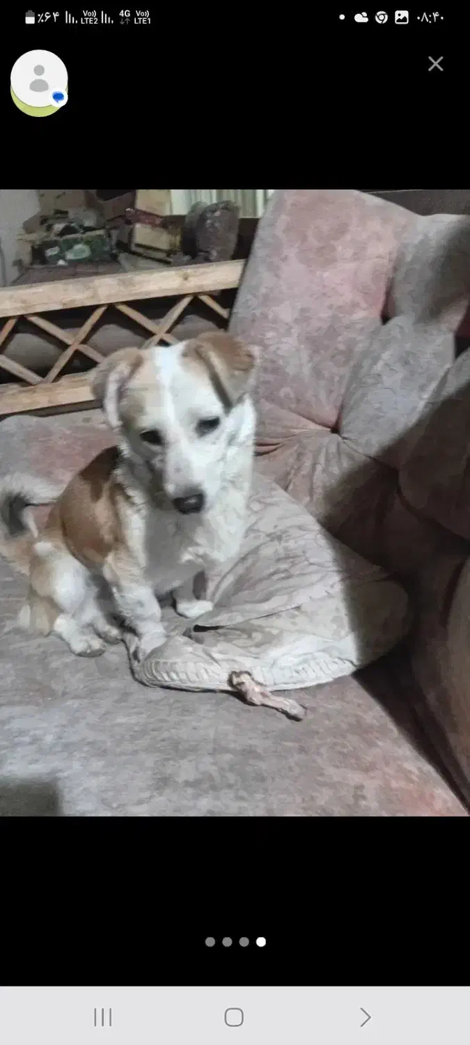 2 تاسگ پیدا شده در گلبهار پرند|سگ|گلبهار, شهر جدید گلبهار|دیوار