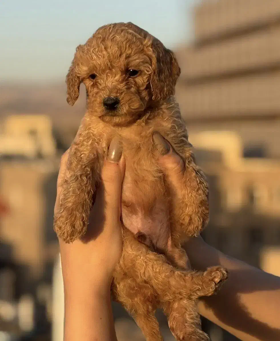 فروش توله دو ماهه ، پودل اصل|سگ|قزوین, |دیوار