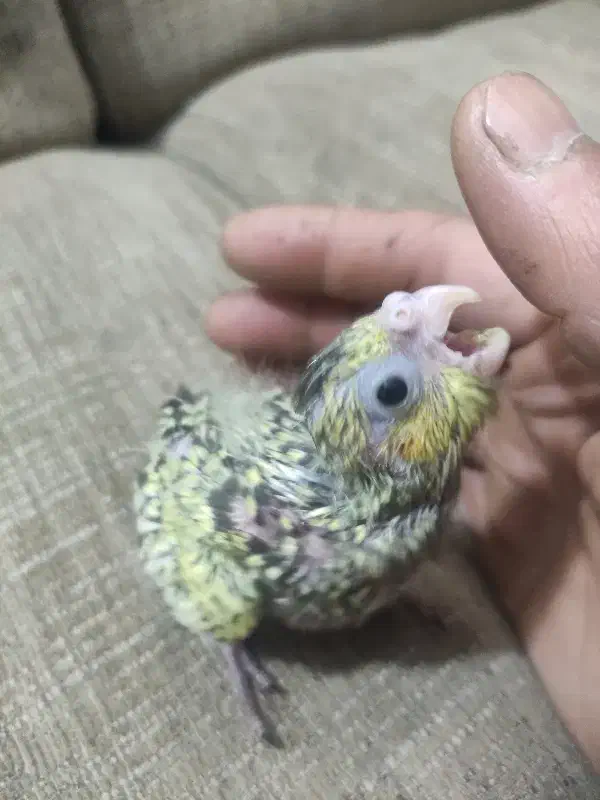 عروس جوجه|پرنده|مشهد, نیزه|دیوار