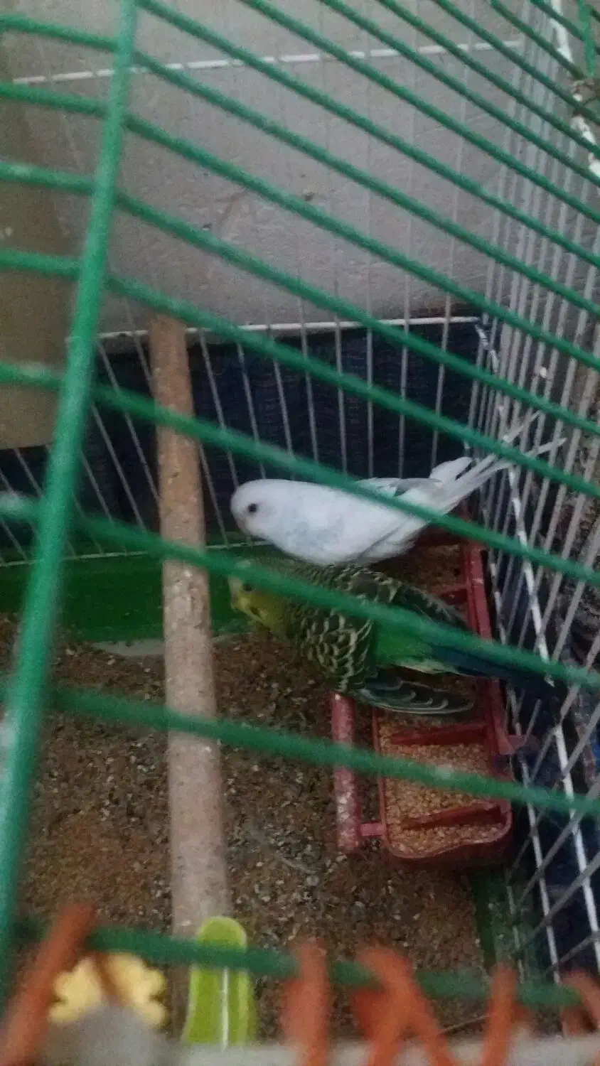 مرغ عشق جوان.جفت|پرنده|اردبیل, |دیوار