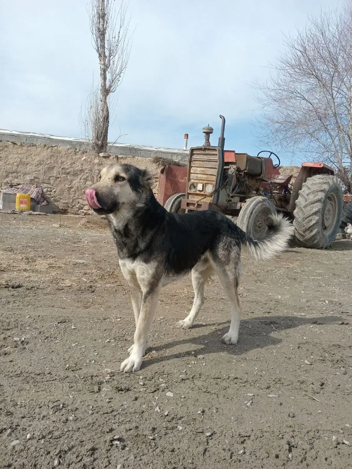 سگ گله|سگ|مانه, |دیوار