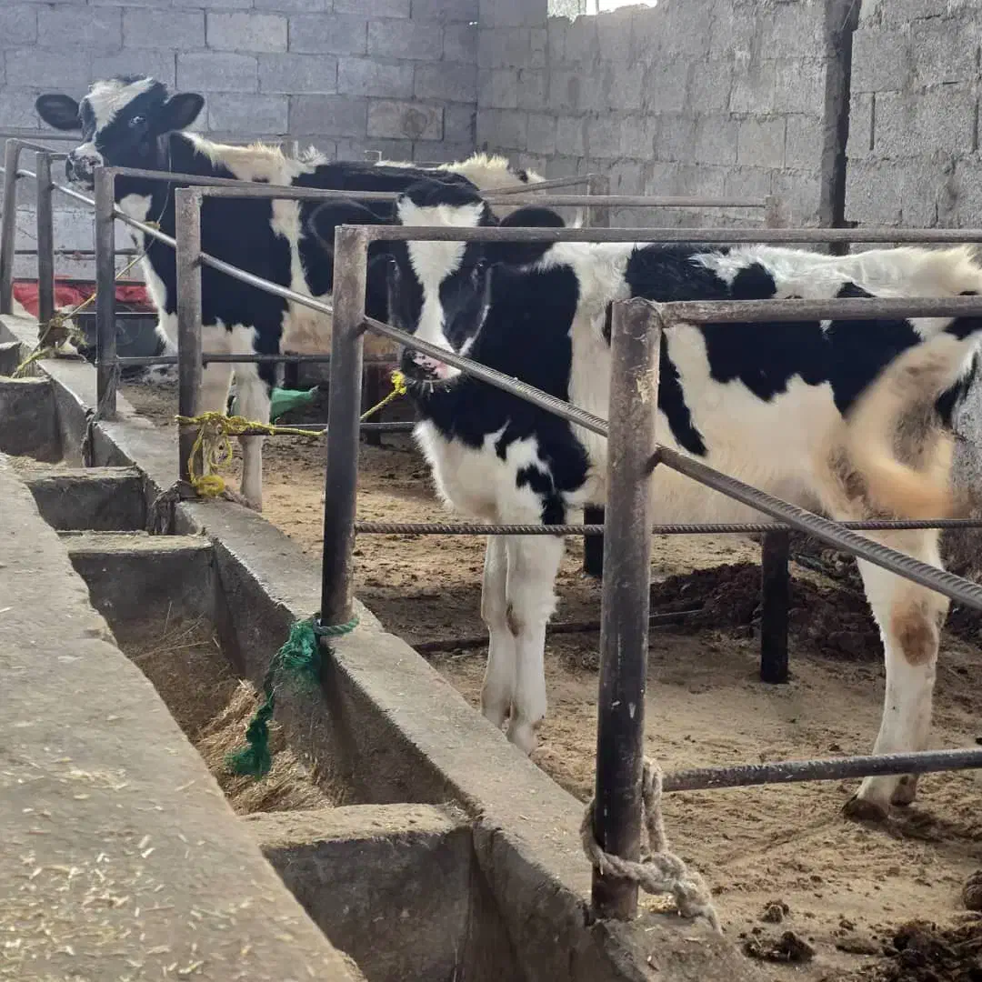 دو راس تلیسه هلشتاین نژاد شیری (لیشه)|حیوانات مزرعه|رشت, سعدی (تختی)|دیوار