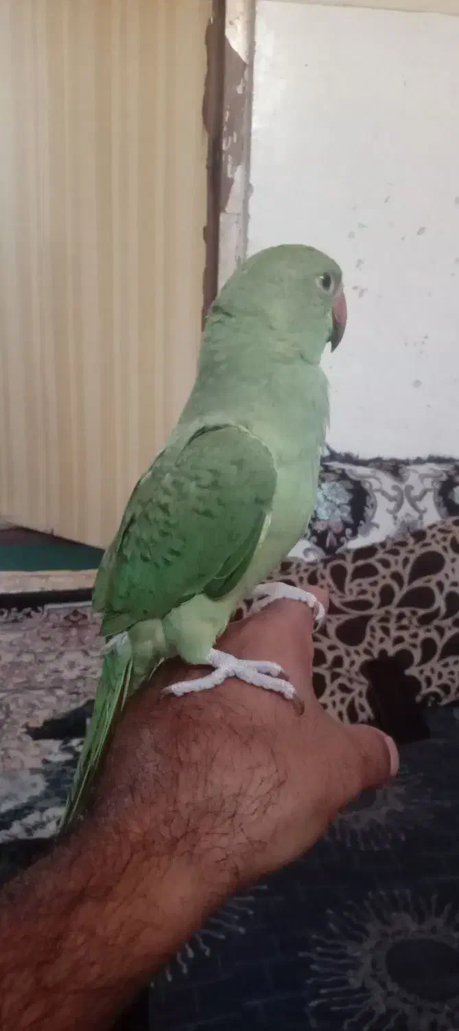 فروش سه پرنده بندرلنگه|پرنده|بندرلنگه, |دیوار