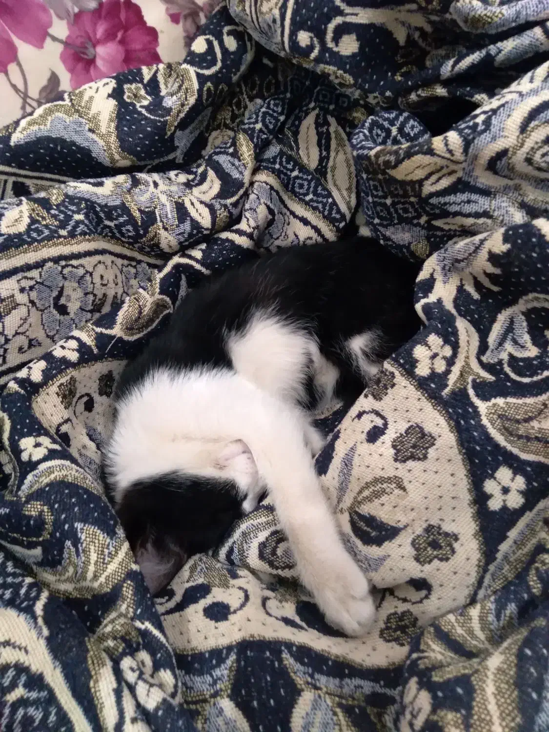 واگذاری رایگان گربه آرام وخانگی|گربه|فریمان, |دیوار