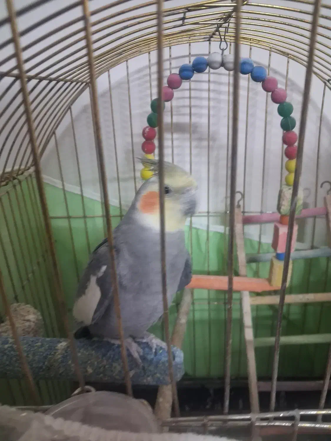 عروس هلندی نر|پرنده|مشهد, هفده شهریور|دیوار