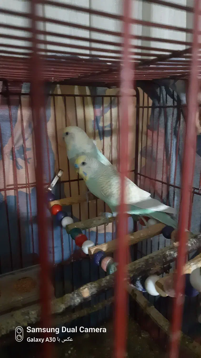 مرغ عشق|پرنده|الوند, |دیوار