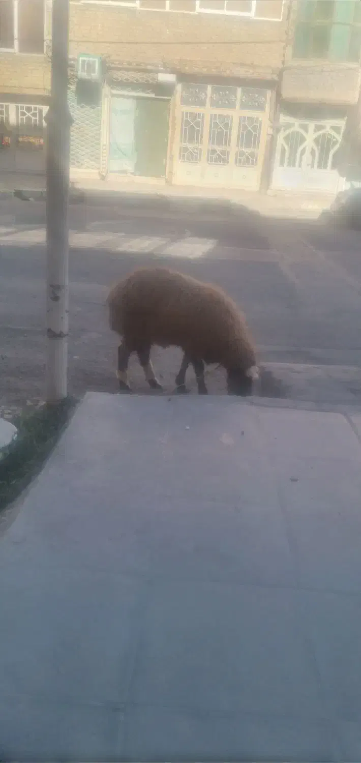 پشم گوسفند|حیوانات مزرعه|قوچان, |دیوار