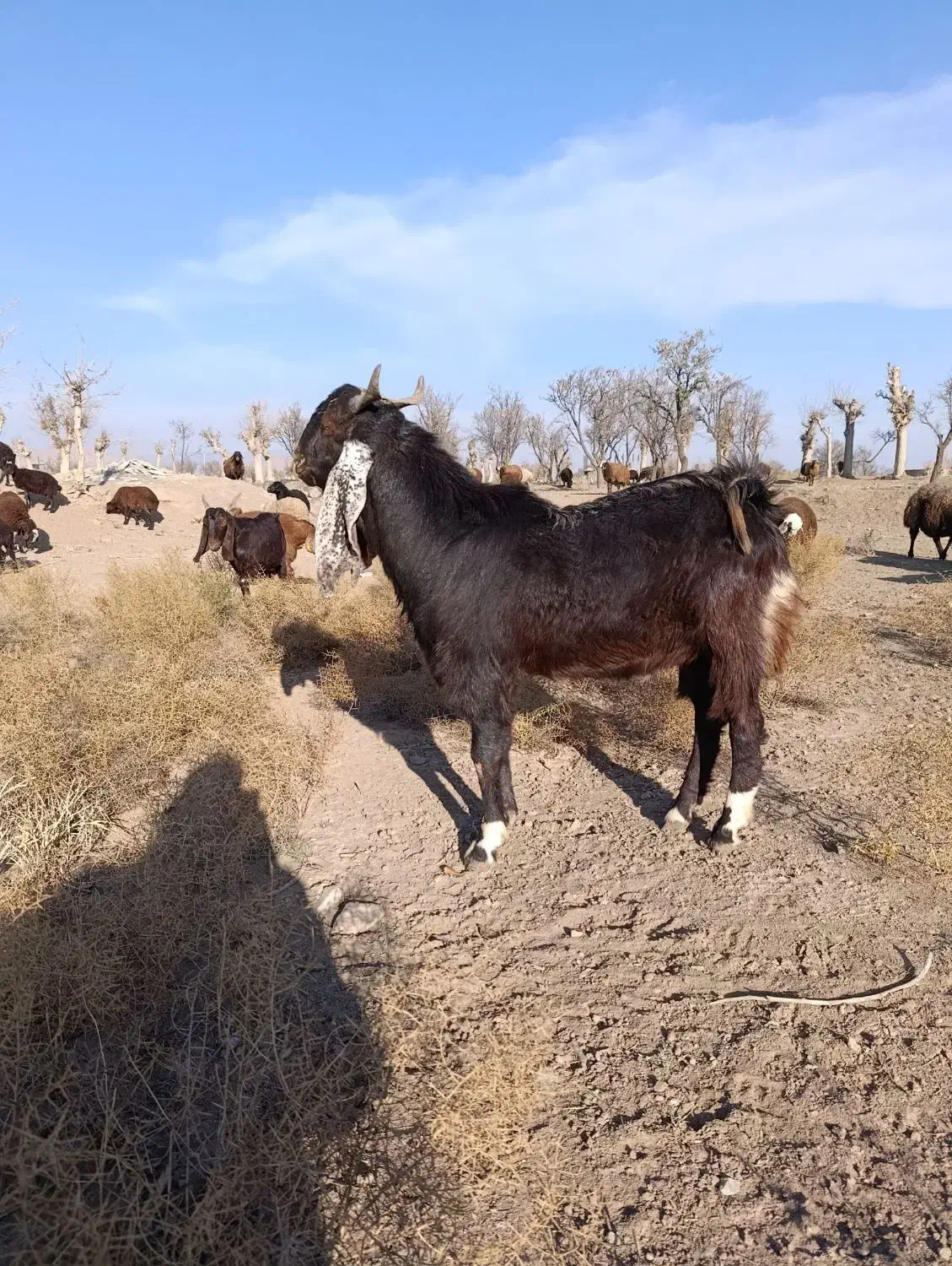 بزغاله نر پاکستانی لنگ ۳ قلو از مادر شیرا|حیوانات مزرعه|تربت‌حیدریه, شهرک ولیعصر|دیوار