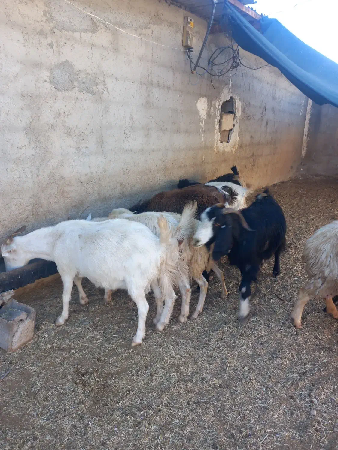 ه بز درجه یک خالص همشونم تا ۲ماه دیگه میزاین|حیوانات مزرعه|لردگان, |دیوار