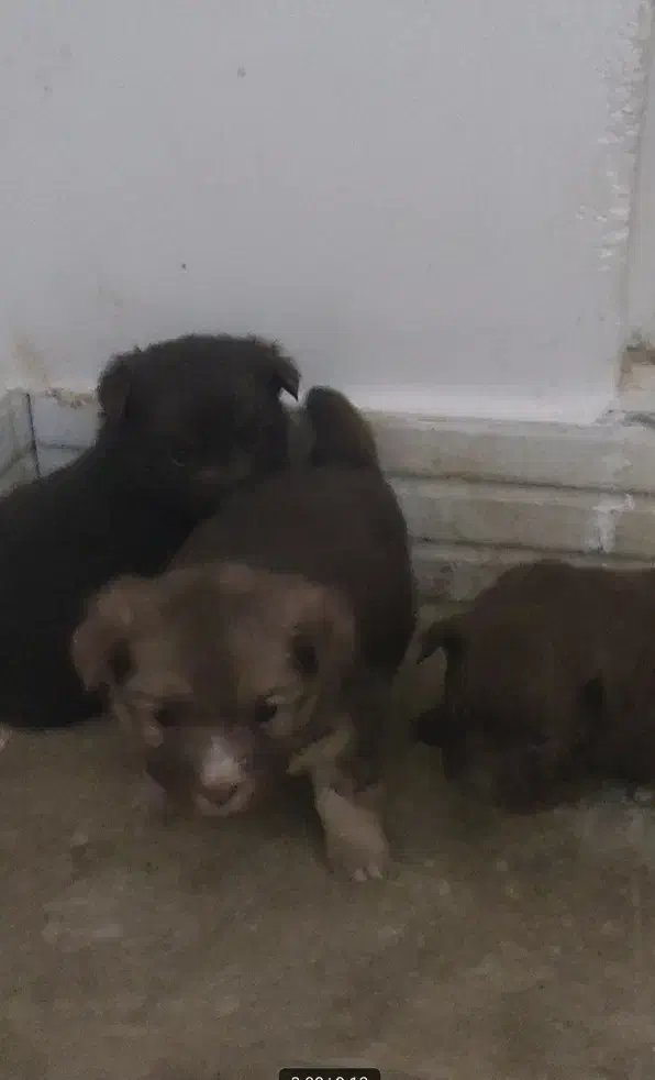 میکس نژاد پامر و شیتزو|سگ|بروجرد, |دیوار