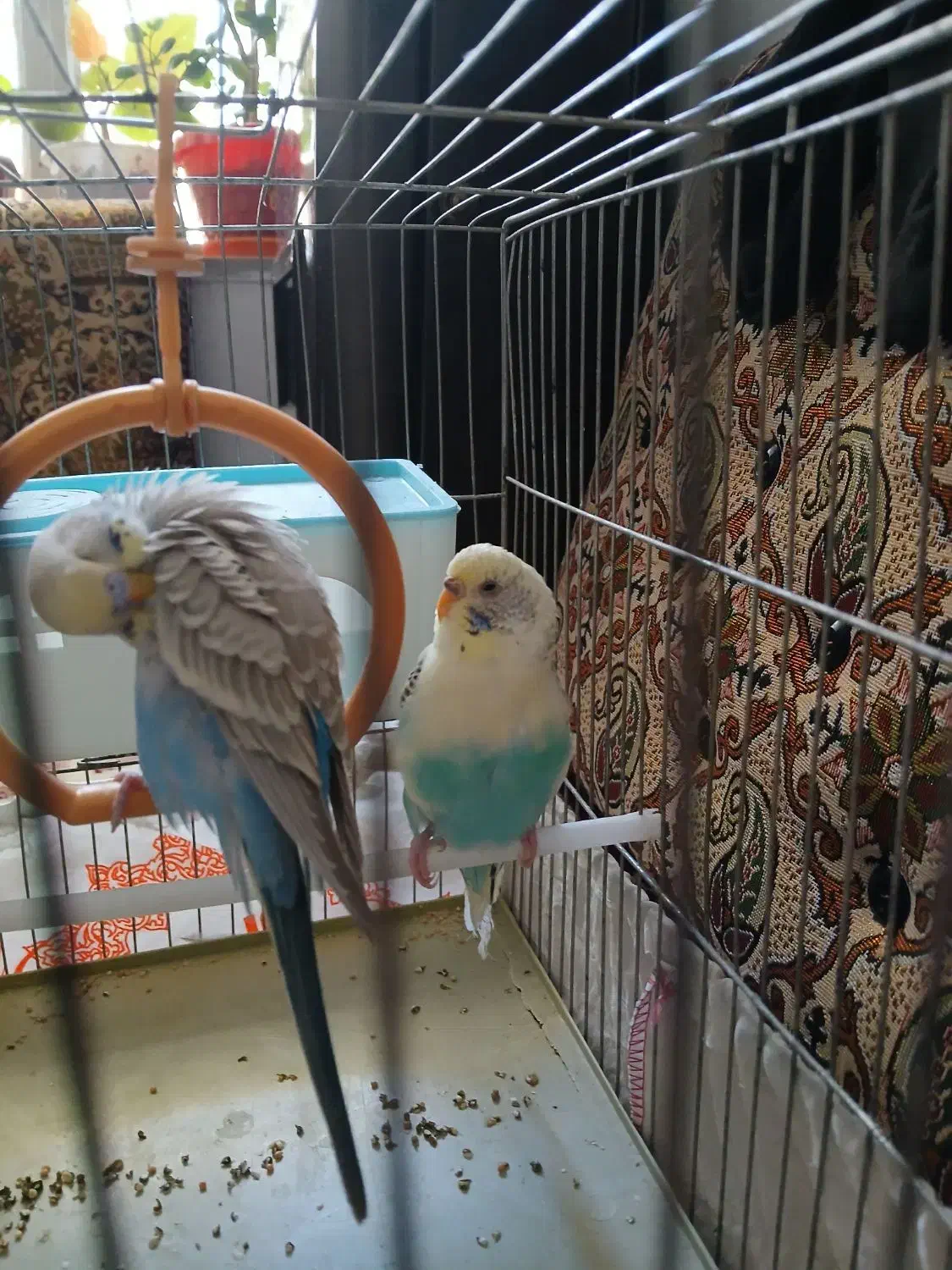 مرغ عشق نر و ماده|پرنده|سنندج, |دیوار