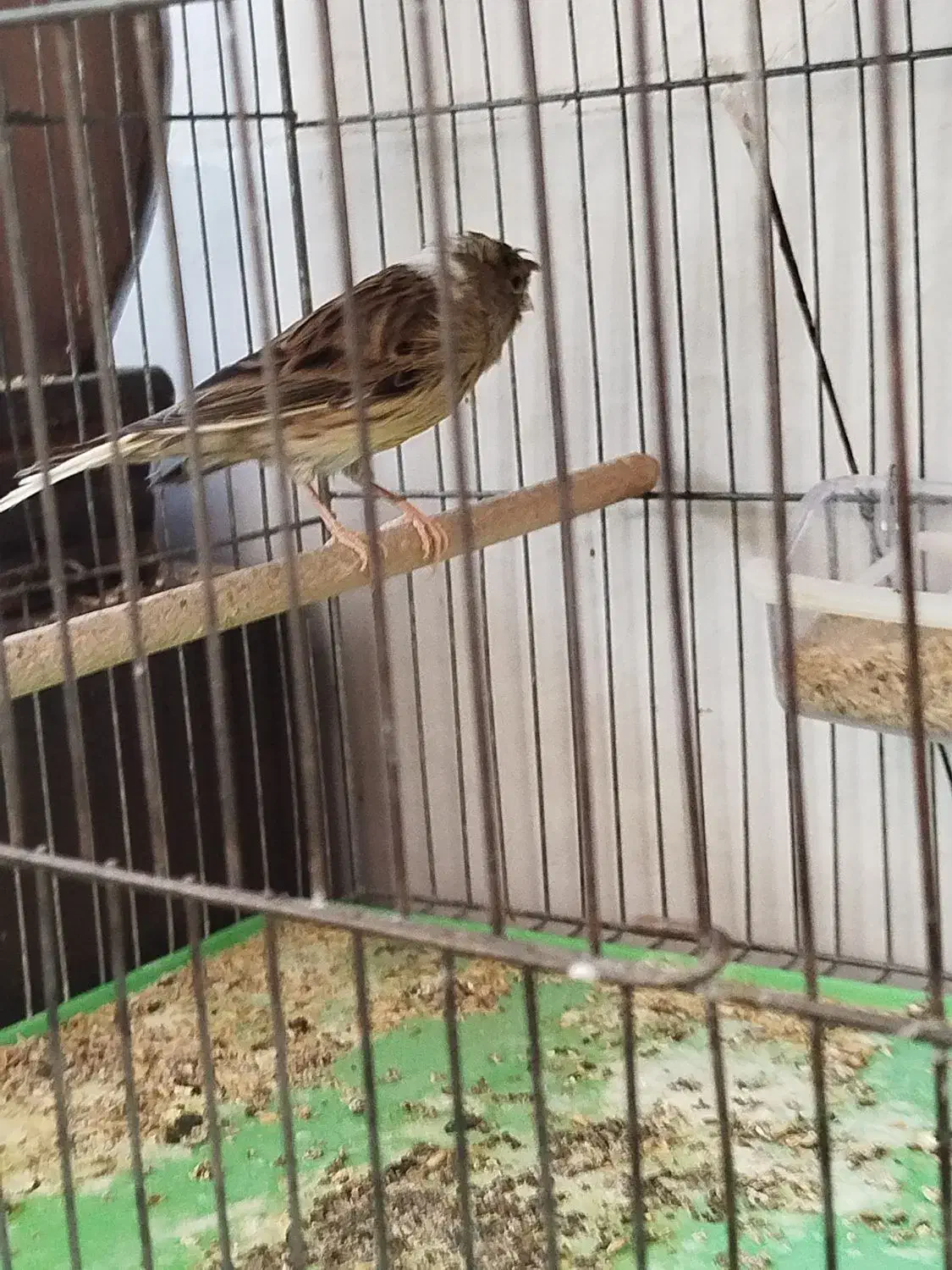 قناری|پرنده|خمینی‌شهر, |دیوار