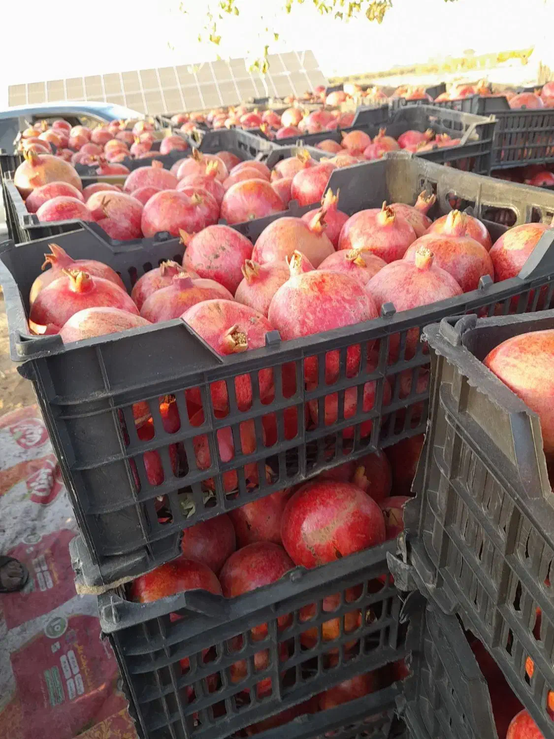 انار کاشمر|عمدهفروشی|کاشمر, |دیوار