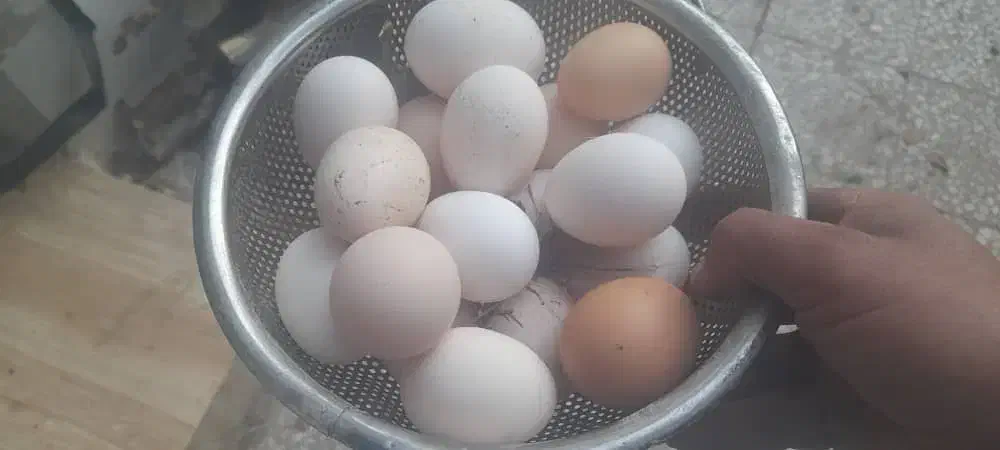 فروش تخم مرغ محلی دورگه لاری نطفه دار|حیوانات مزرعه|کرج, عظیمیه|دیوار