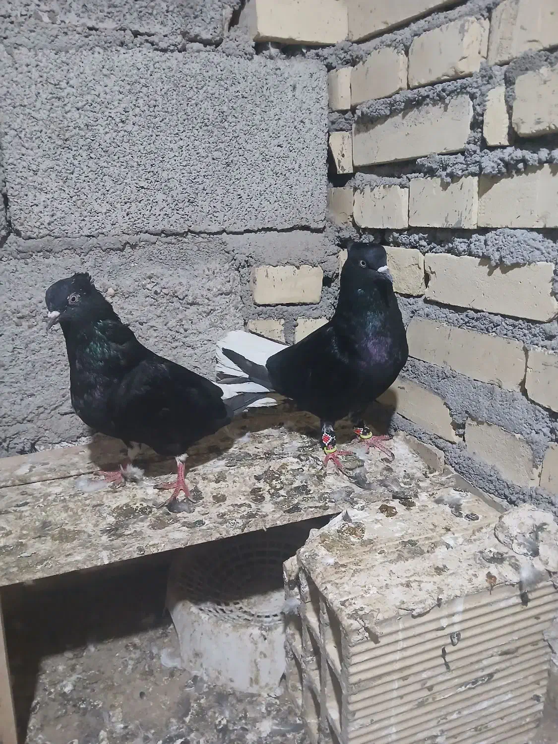 کبوتر دم سفید|پرنده|شوش, |دیوار