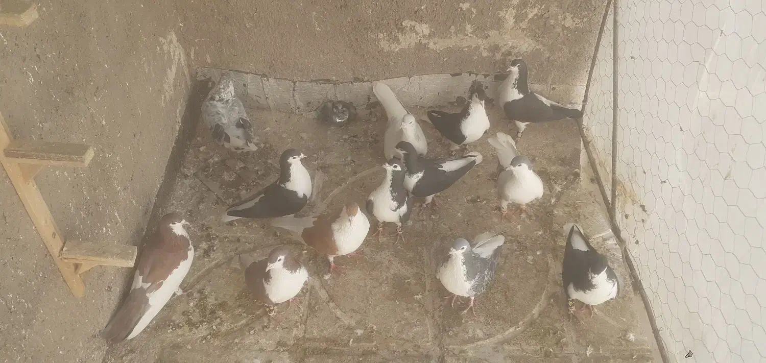 کفتر فروشی|پرنده|سلامی, |دیوار