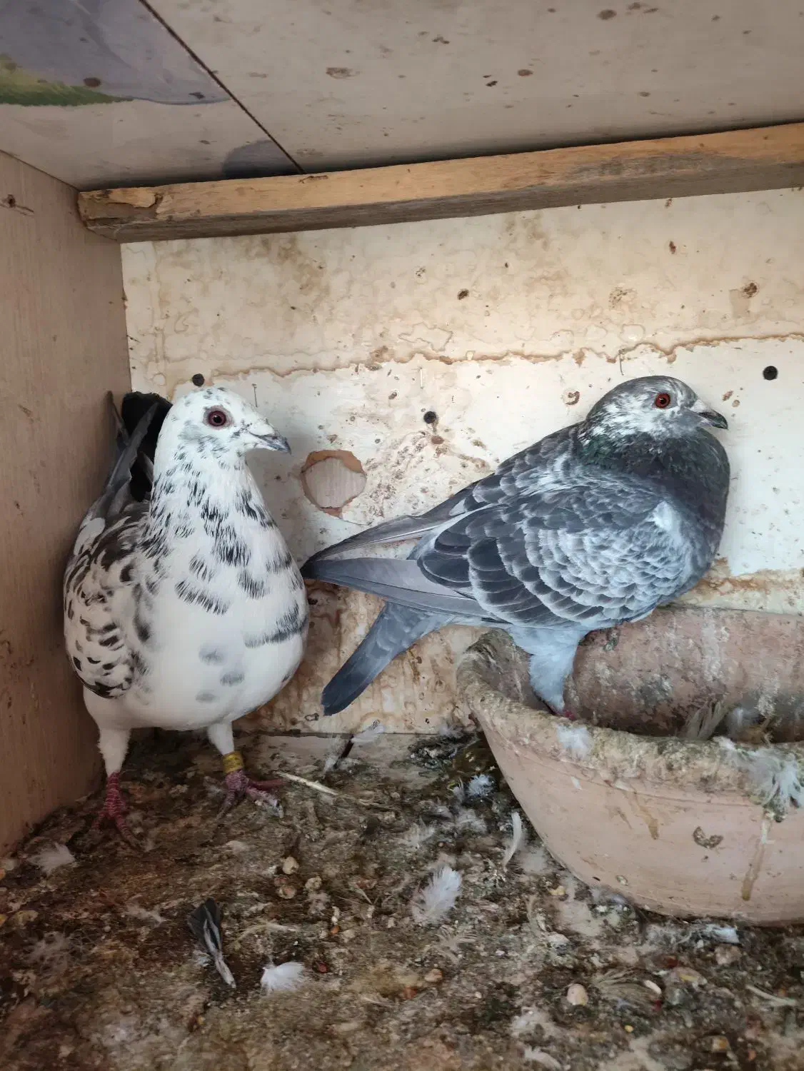 کبوتر مسافتی|پرنده|گنبد کاووس, |دیوار