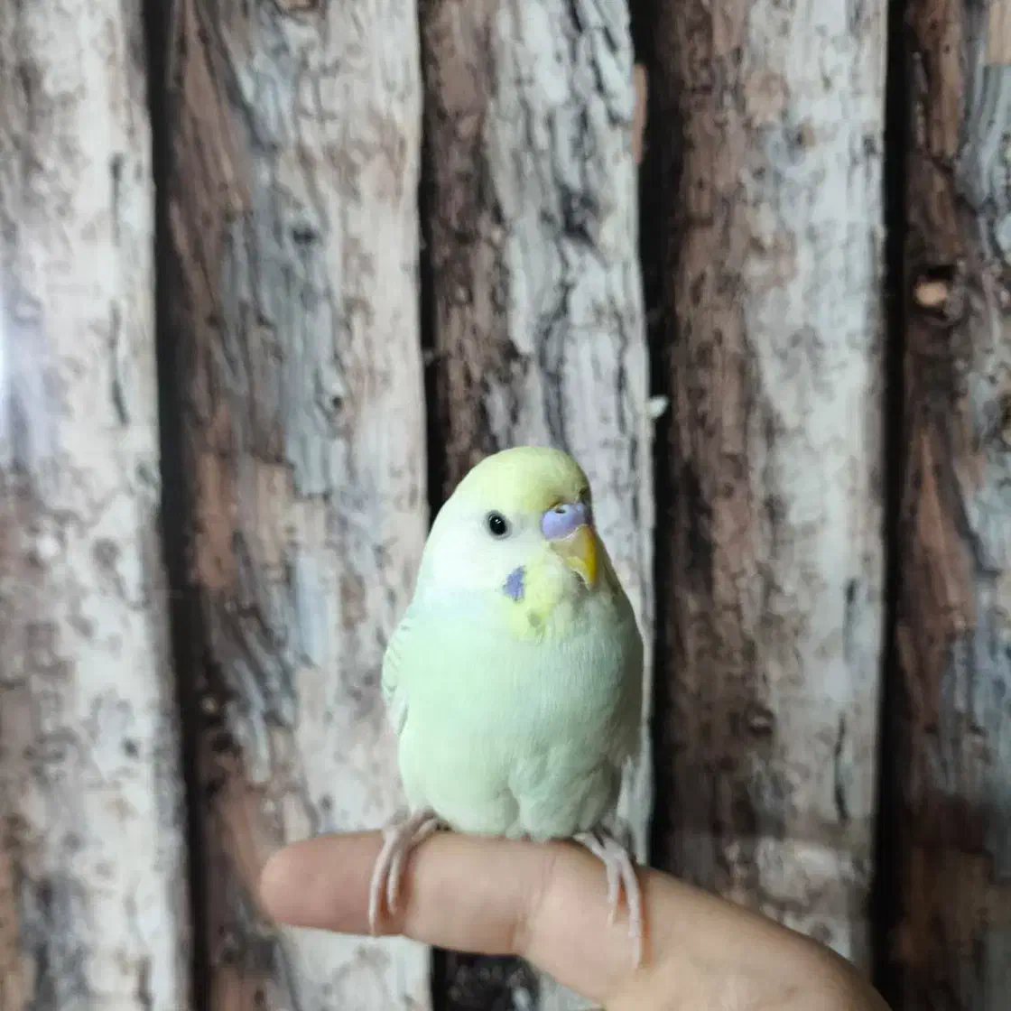 مرغ عشق نر|پرنده|شاهین‌شهر, خانه کارگر|دیوار