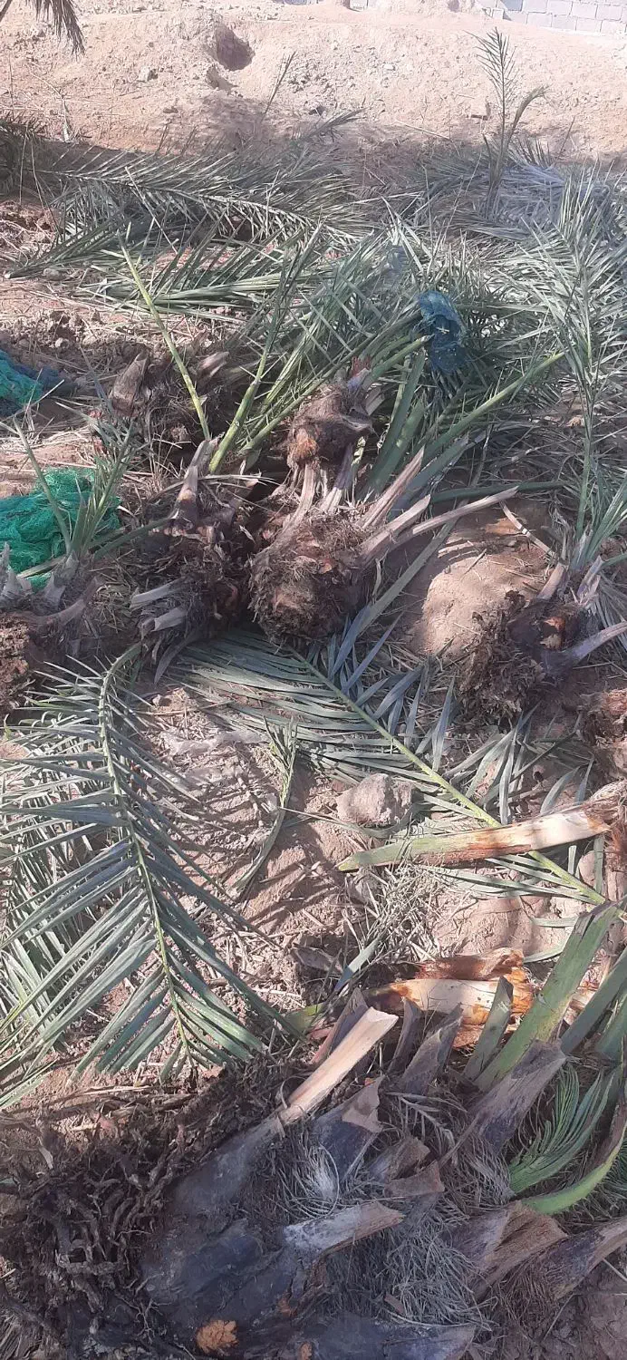 پاجوش برحی و بریم|گل و گیاه طبیعی|باوی, |دیوار