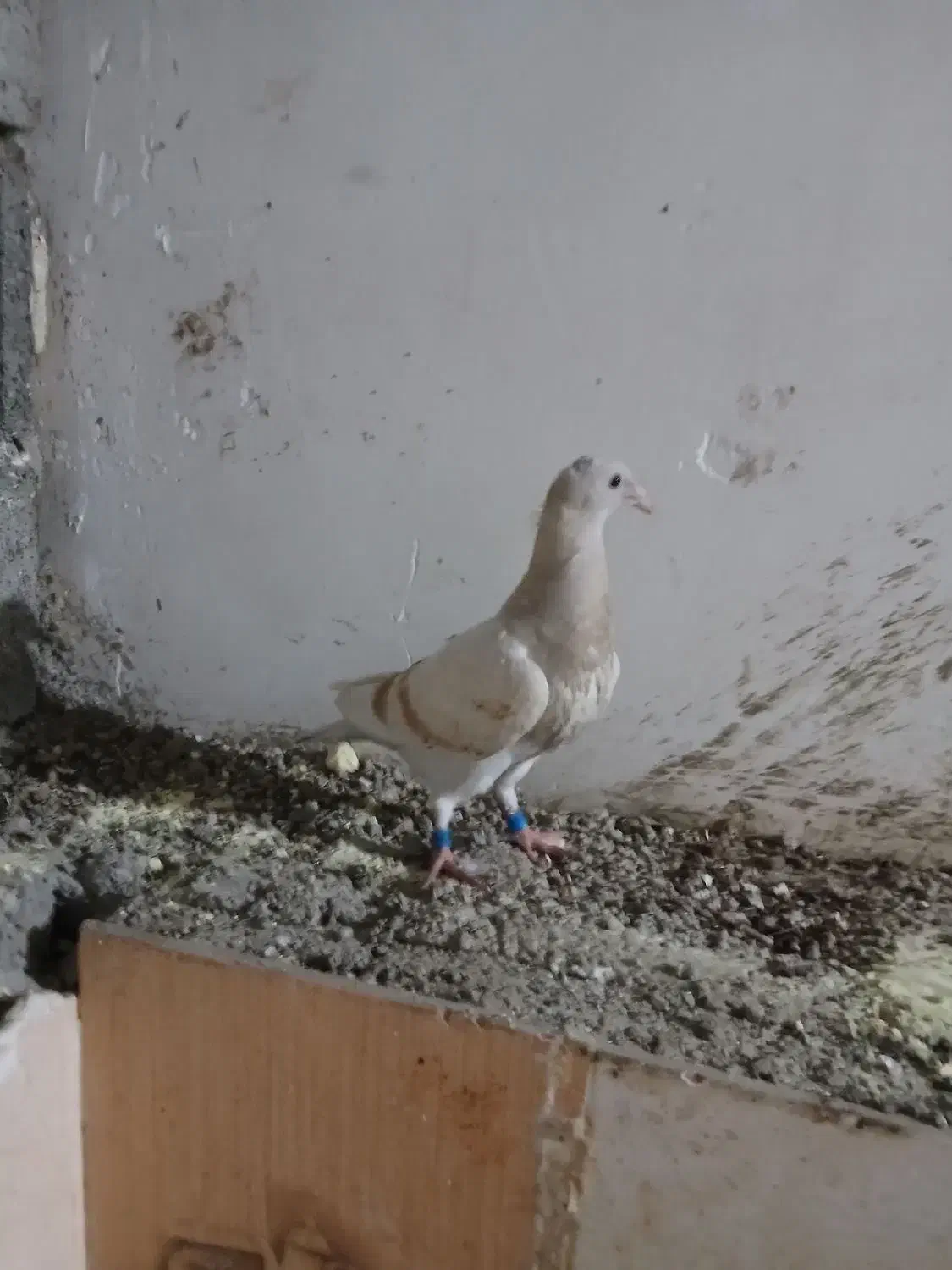 کبوتر|پرنده|آبپخش, |دیوار