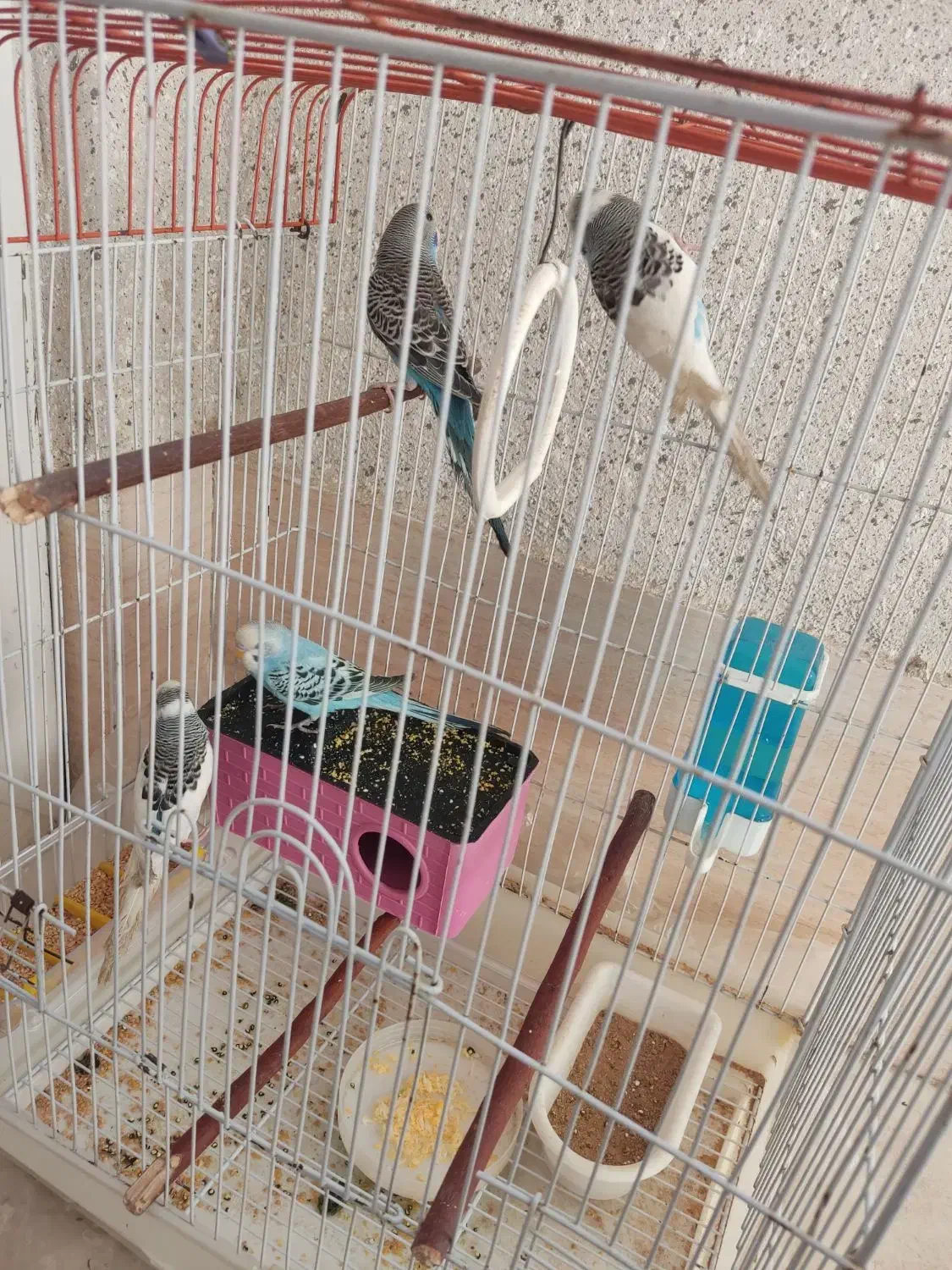 مرغ عشق|پرنده|شیراز, بهارستان|دیوار