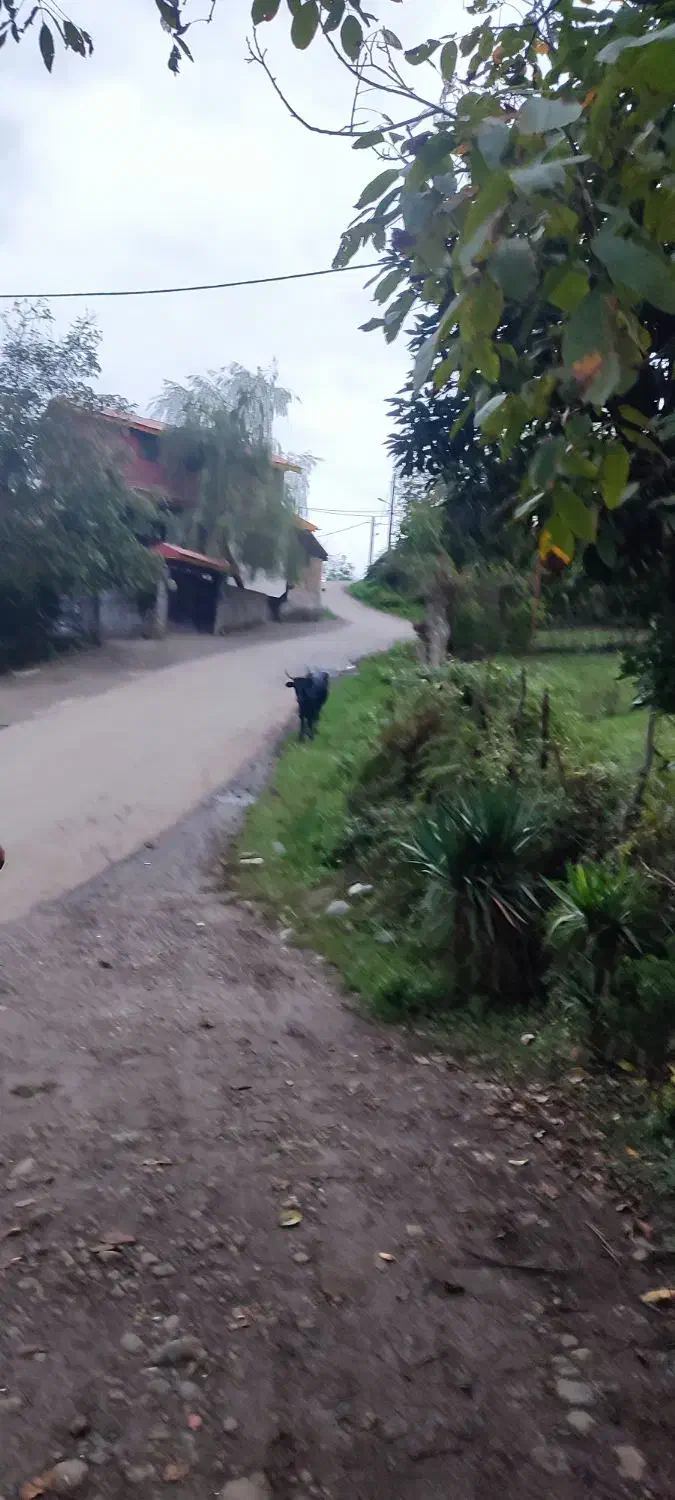 ویلای قدیمی ۳۱۰ متر روی ارتفاع ویو تا دریا|فروش خانه و ویلا|اطاقور, |دیوار