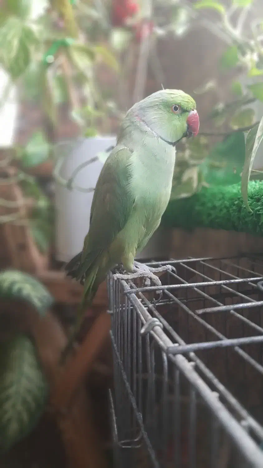 طوطی گمشده|حیوانات|بندر امام خمینی, |دیوار