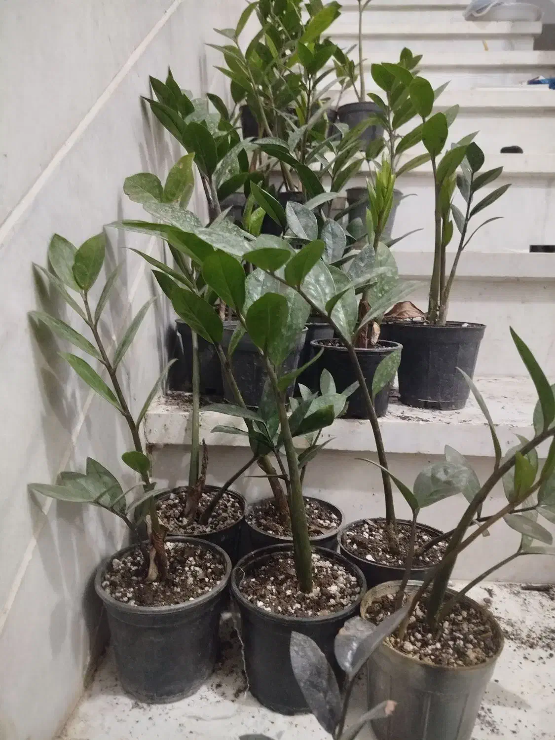 فروش زاموفیلیا|گل و گیاه طبیعی|اردکان, |دیوار