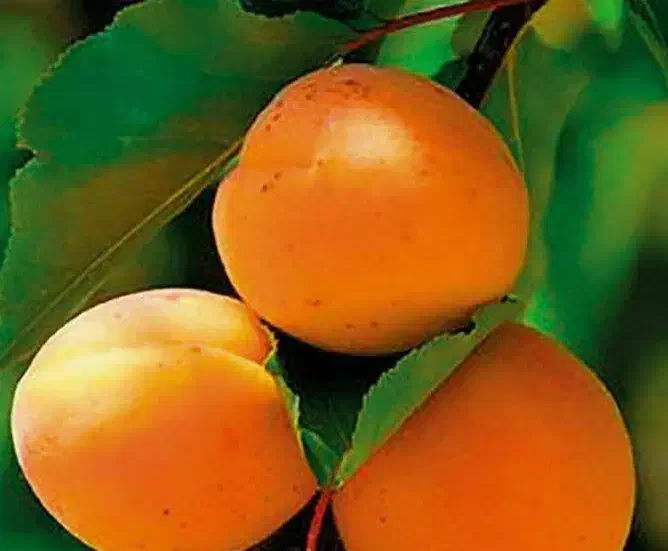 پیشفروش نهال زردآلو پرتقالی لیبل دار|خدمات باغبانی و درختکاری|آسارا, |دیوار