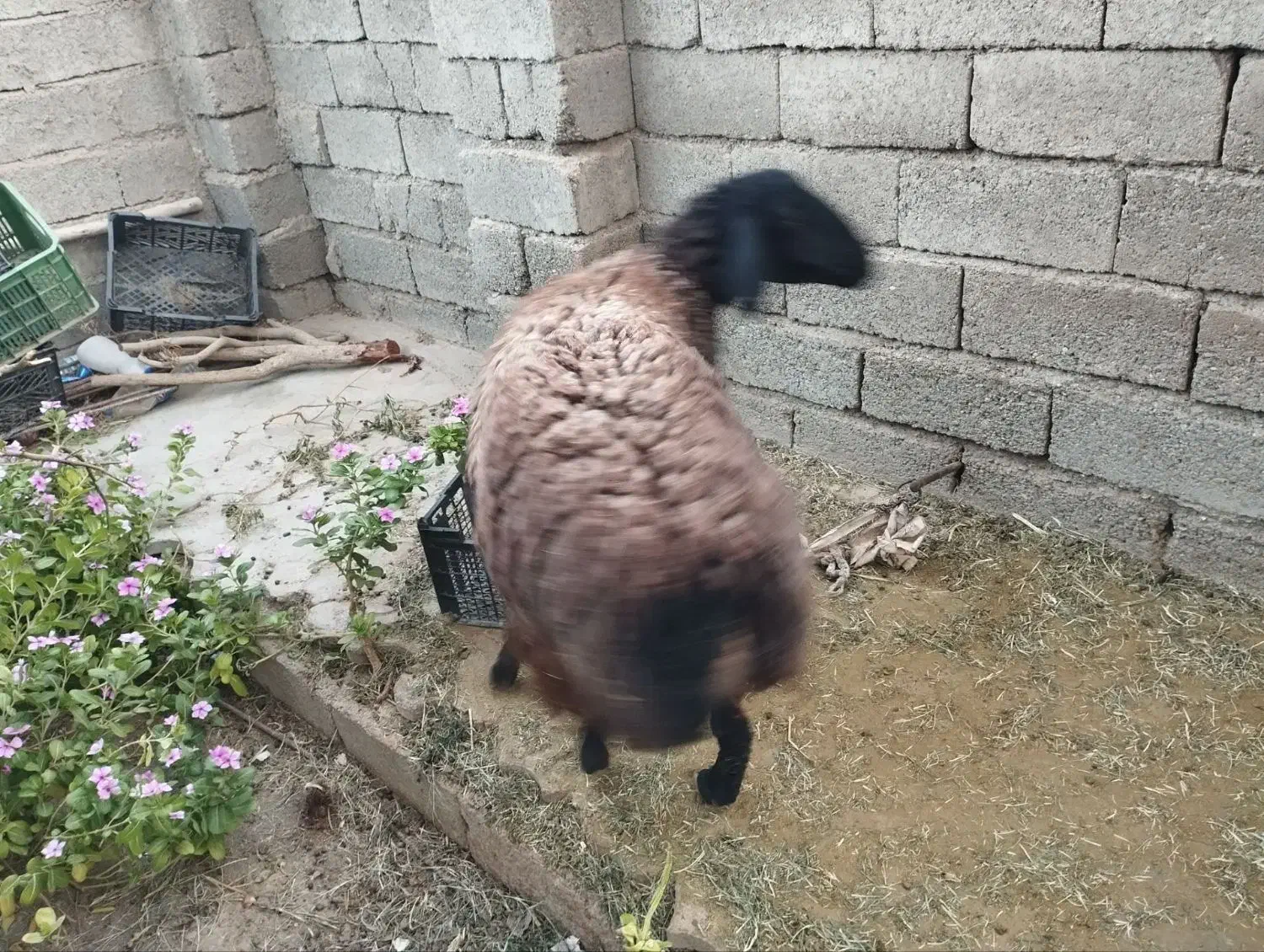 بره شیرازی ارزوییه|حیوانات مزرعه|ارزوئیه, |دیوار