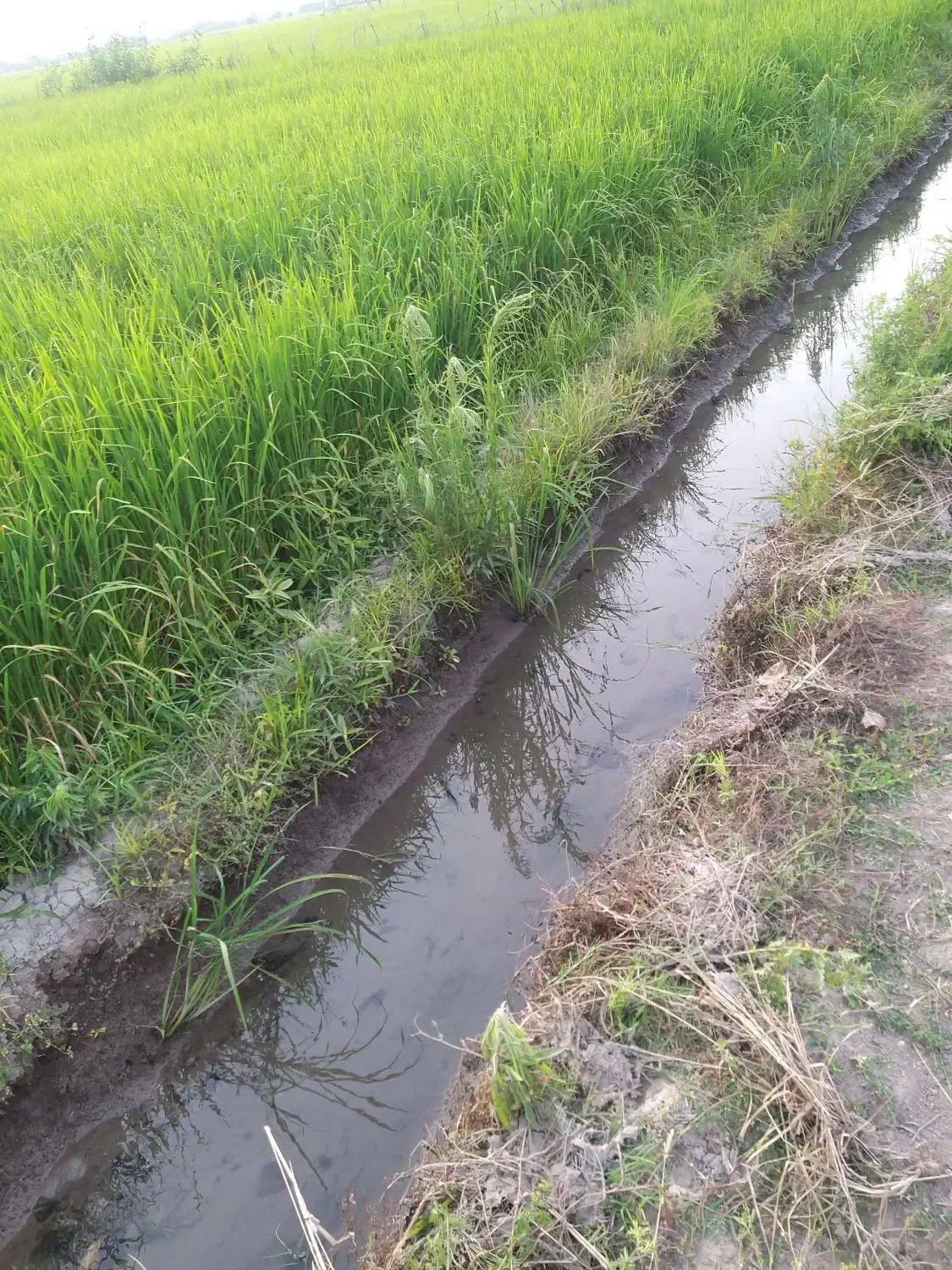 زمین کشاورزی(بیجار)|فروش دفتر صنعتی، کشاورزی، تجاری|رشت, شهریاران|دیوار