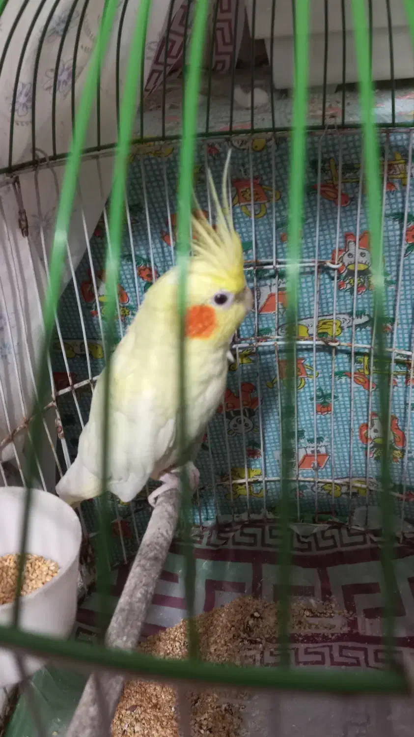 عروس هلندی نر|پرنده|تولم شهر, |دیوار