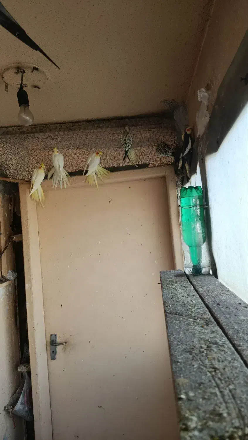 عروس هلندی های درشت سالم و سرحال|پرنده|آبیک, |دیوار