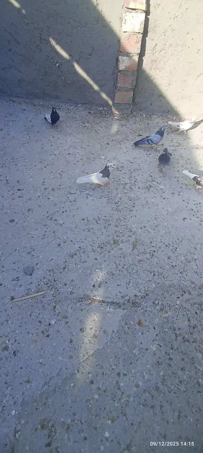 یه ماده طوقی خوشکل|پرنده|زابل, |دیوار