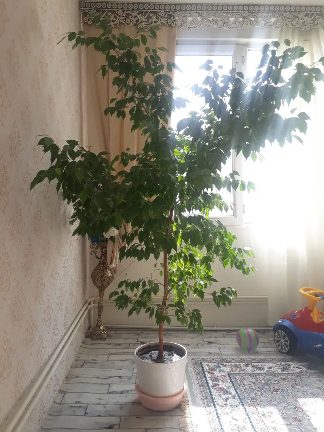 درخت اپارتمانی گل اپارتمانی|گل و گیاه طبیعی|سهند, |دیوار