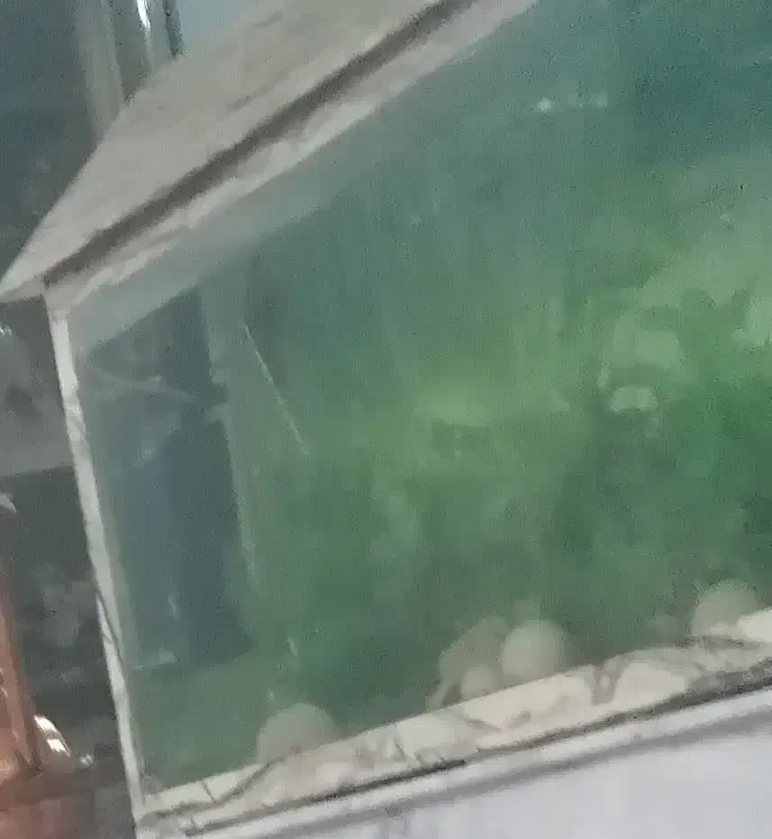 آکواریوم|ماهی|بیرجند, |دیوار