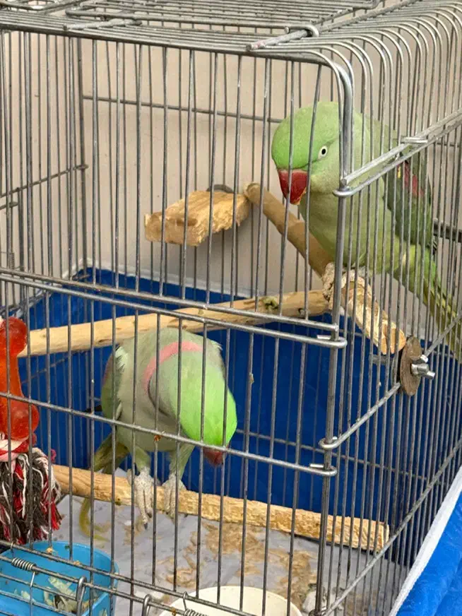 یک جفت شاه طوطی شاه تخم|پرنده|اصفهان, سپاهانشهر|دیوار