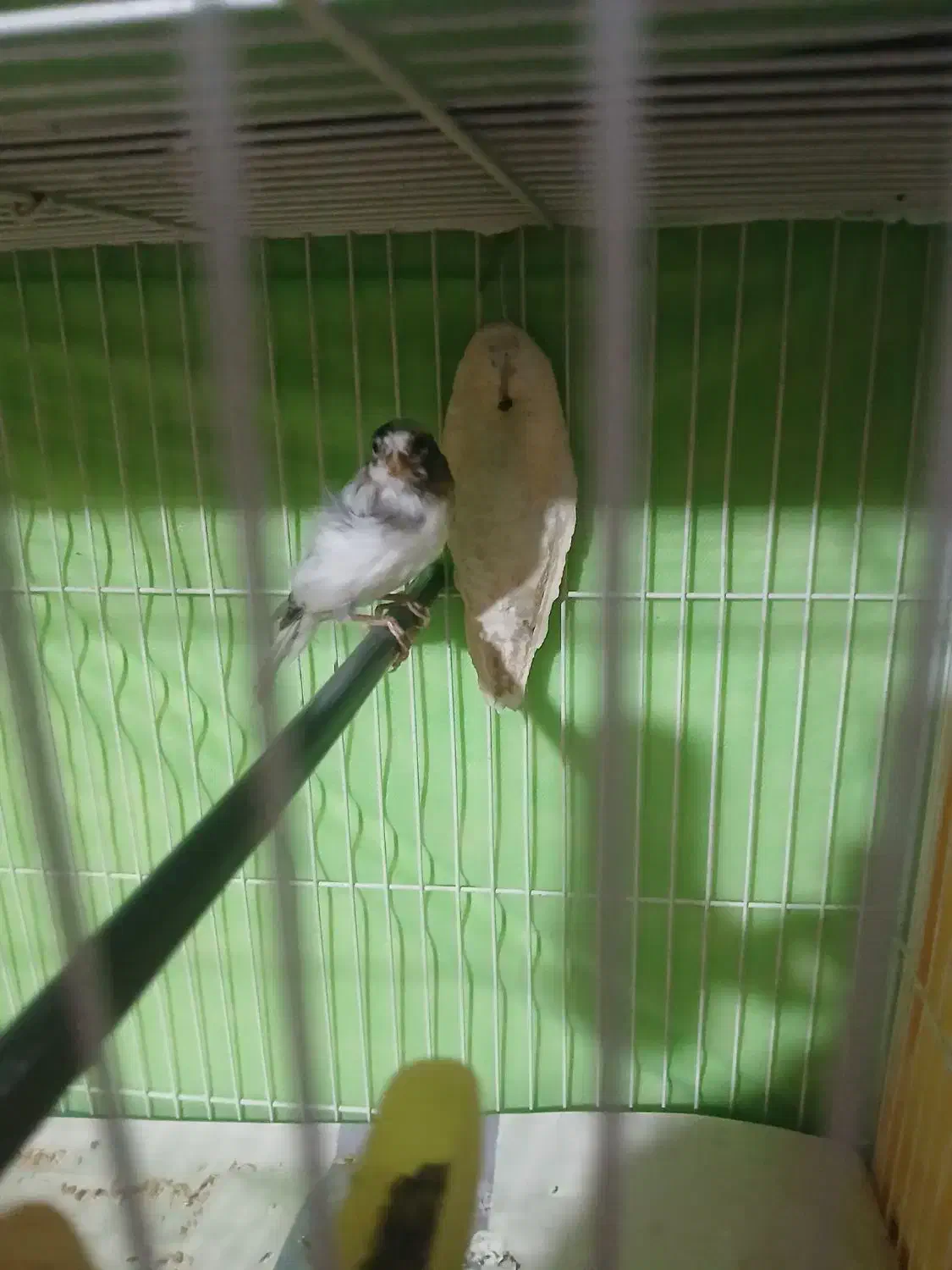 قناری نروماده|پرنده|مشهد, شهرک امام هادی (شهرک غرب)|دیوار