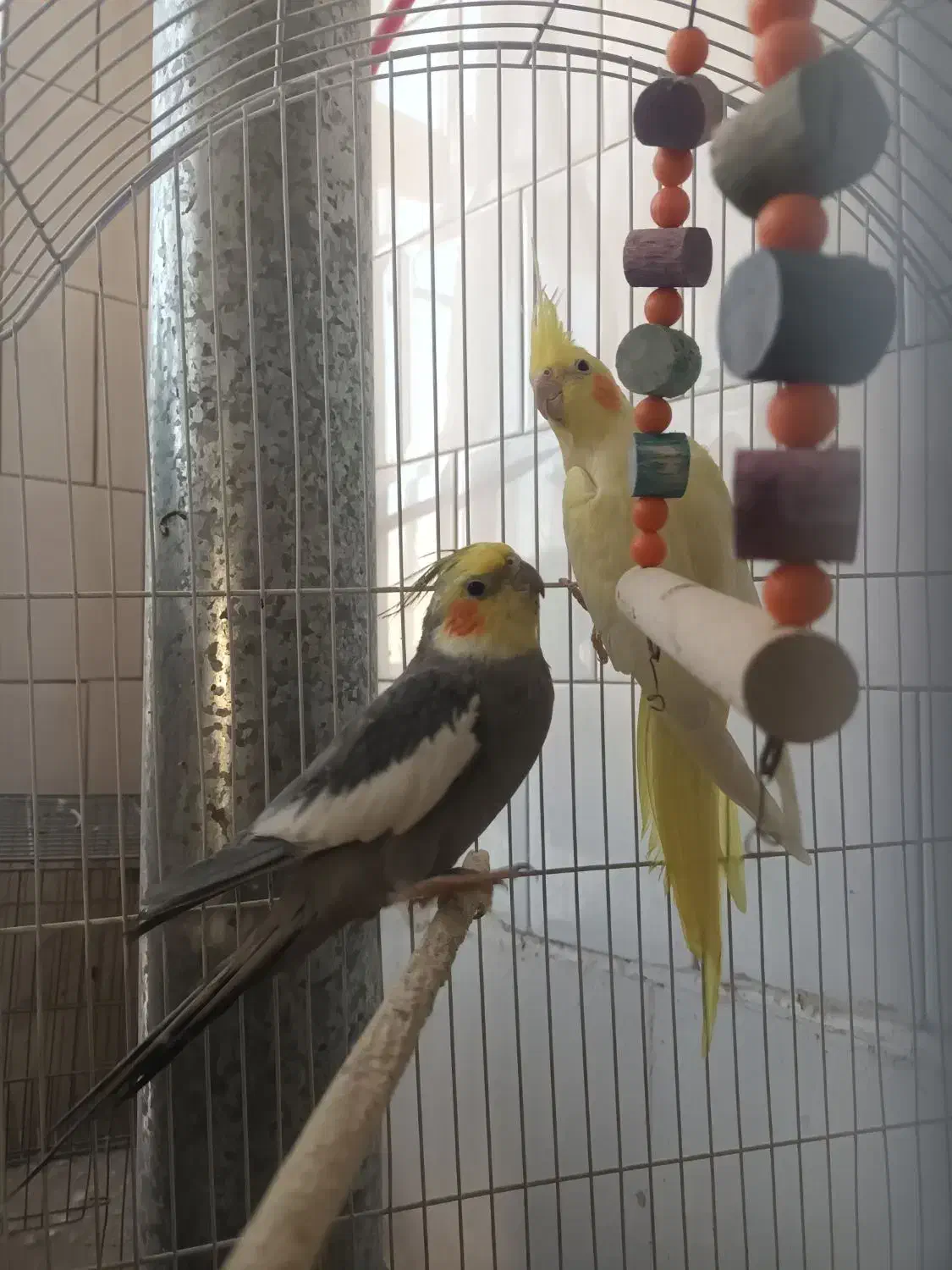 عروس هلندی|پرنده|اهر, |دیوار