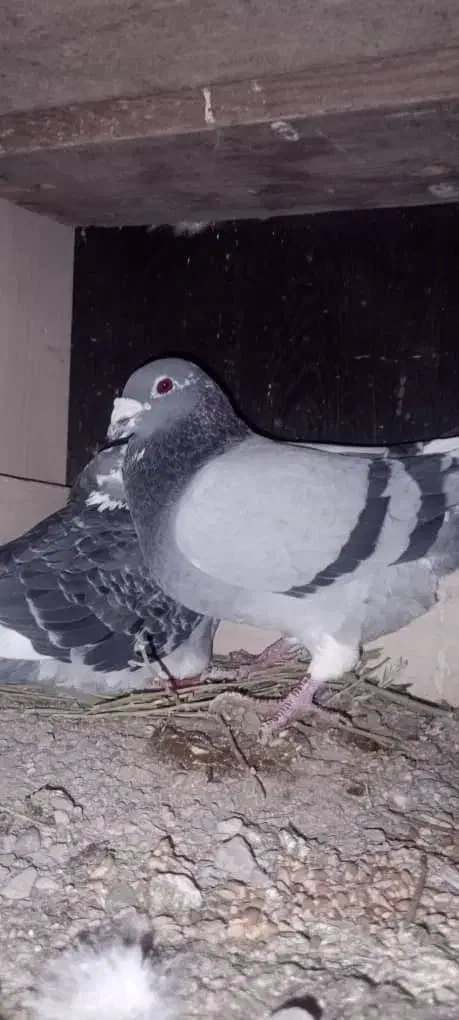 کفتر|پرنده|ریگ ملک, |دیوار