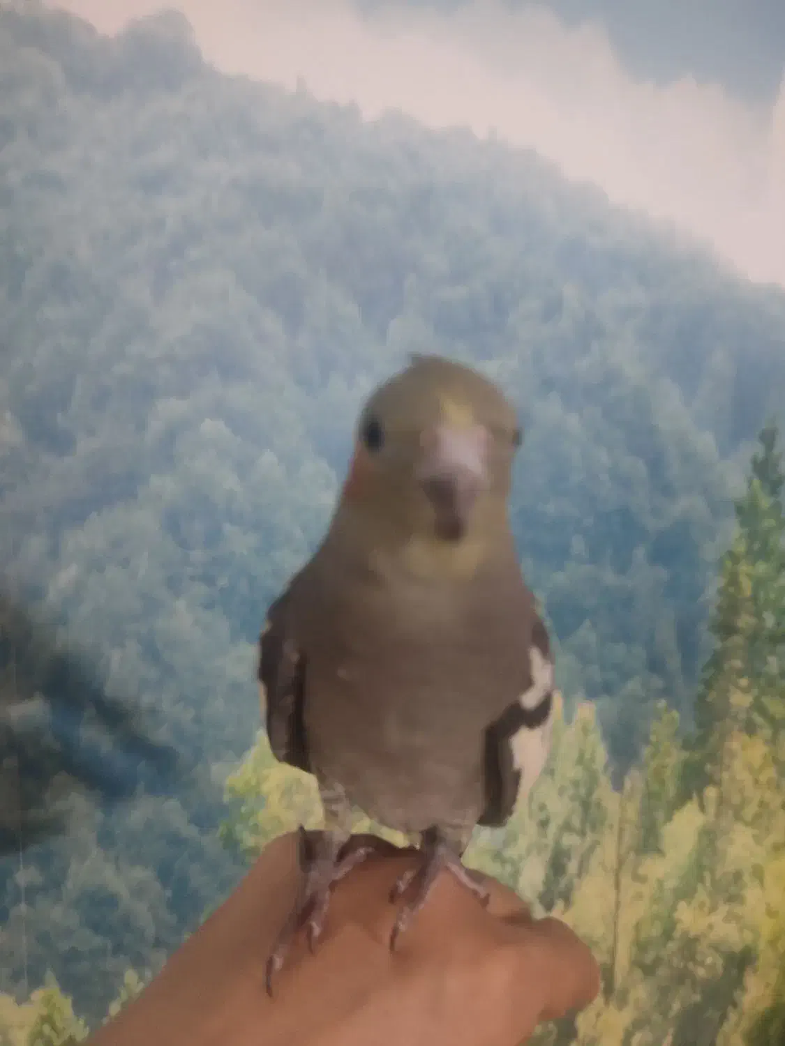 طوطی هلندی|پرنده|قزوین, |دیوار