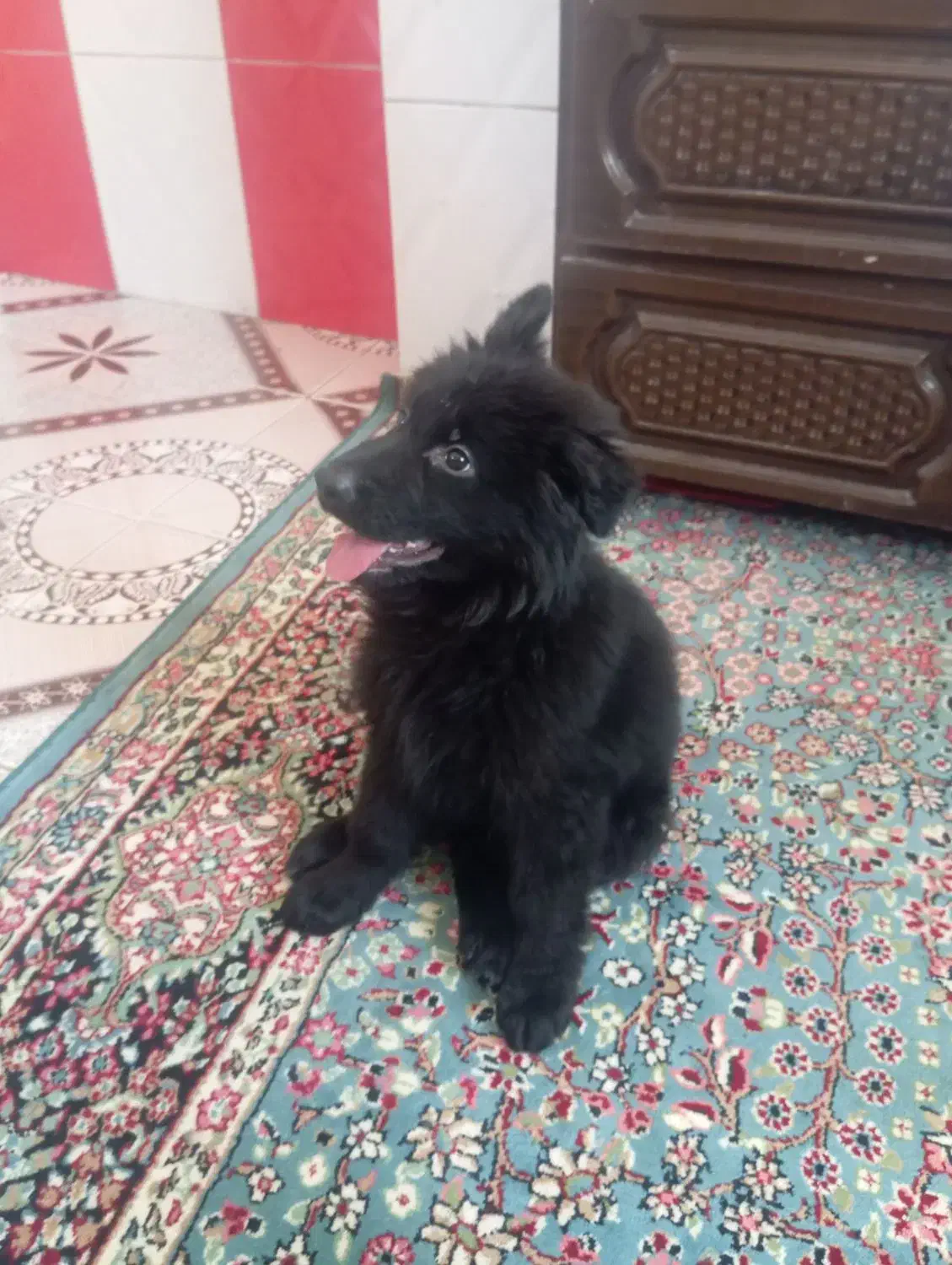 توله ژرمن بلک ماده|سگ|بم, |دیوار