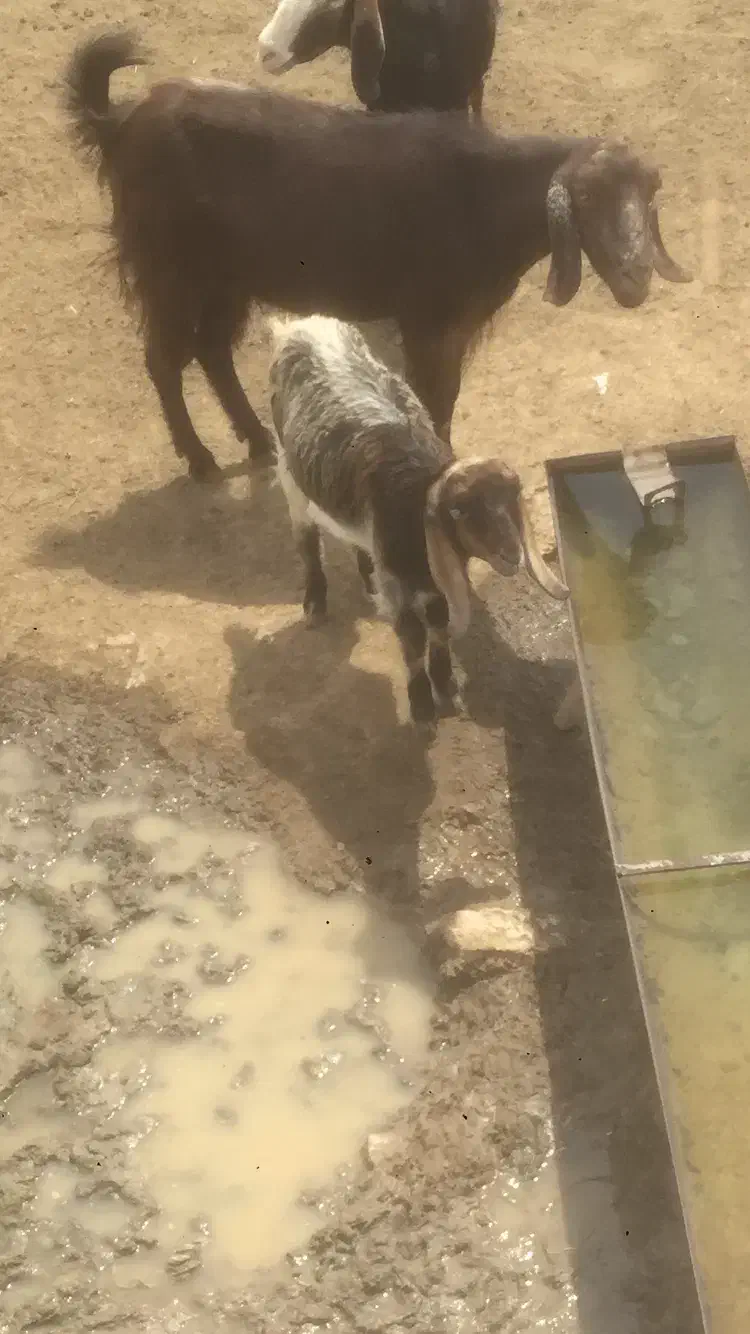 بز آبستن با تیشترش و بوقلمون|حیوانات مزرعه|آبپخش, |دیوار