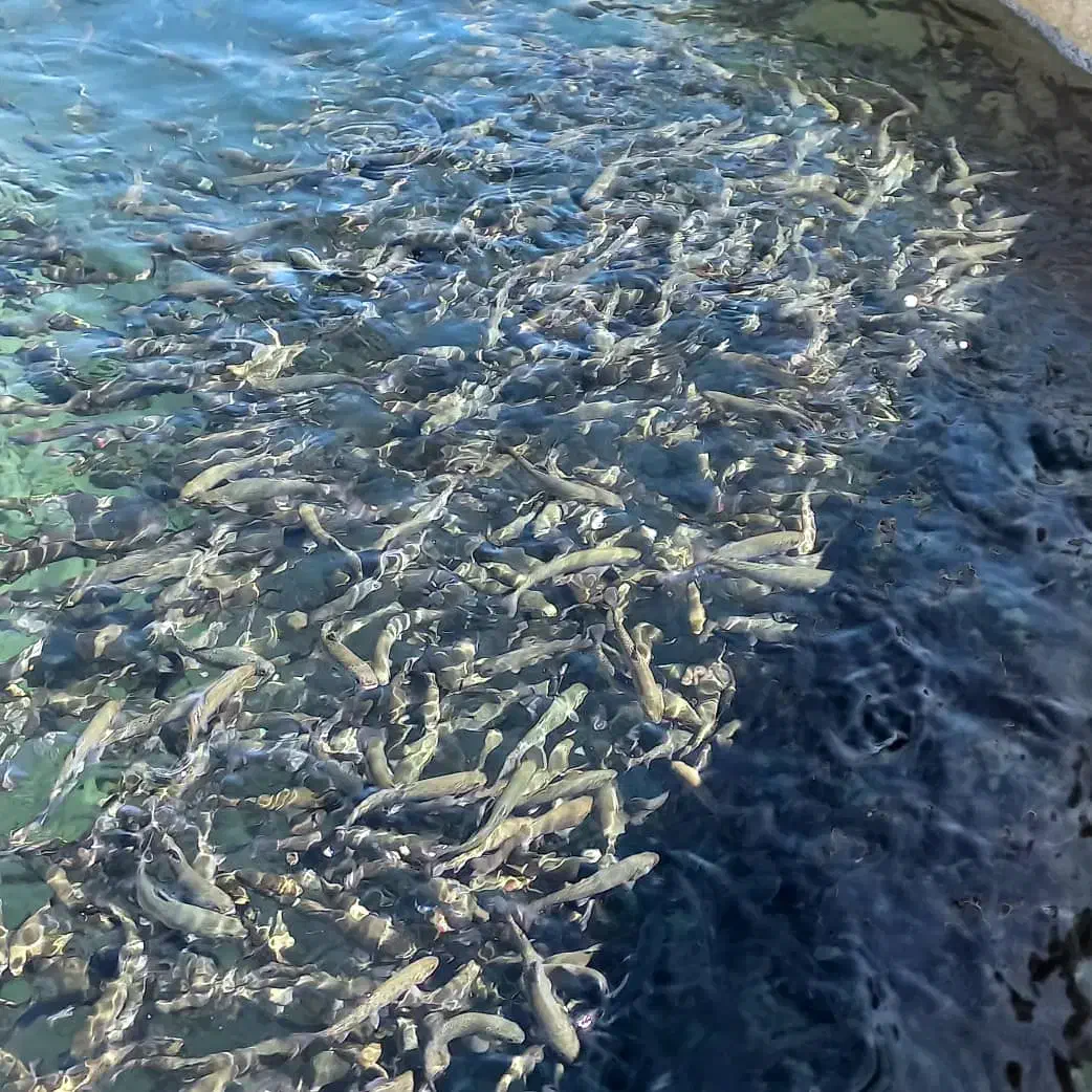 بچه ماهی قزل آلا،بچه ماهی کپور،آمور، پرورش ماهی|ماهی|هشتگرد, قاسم آباد بزرگ|دیوار